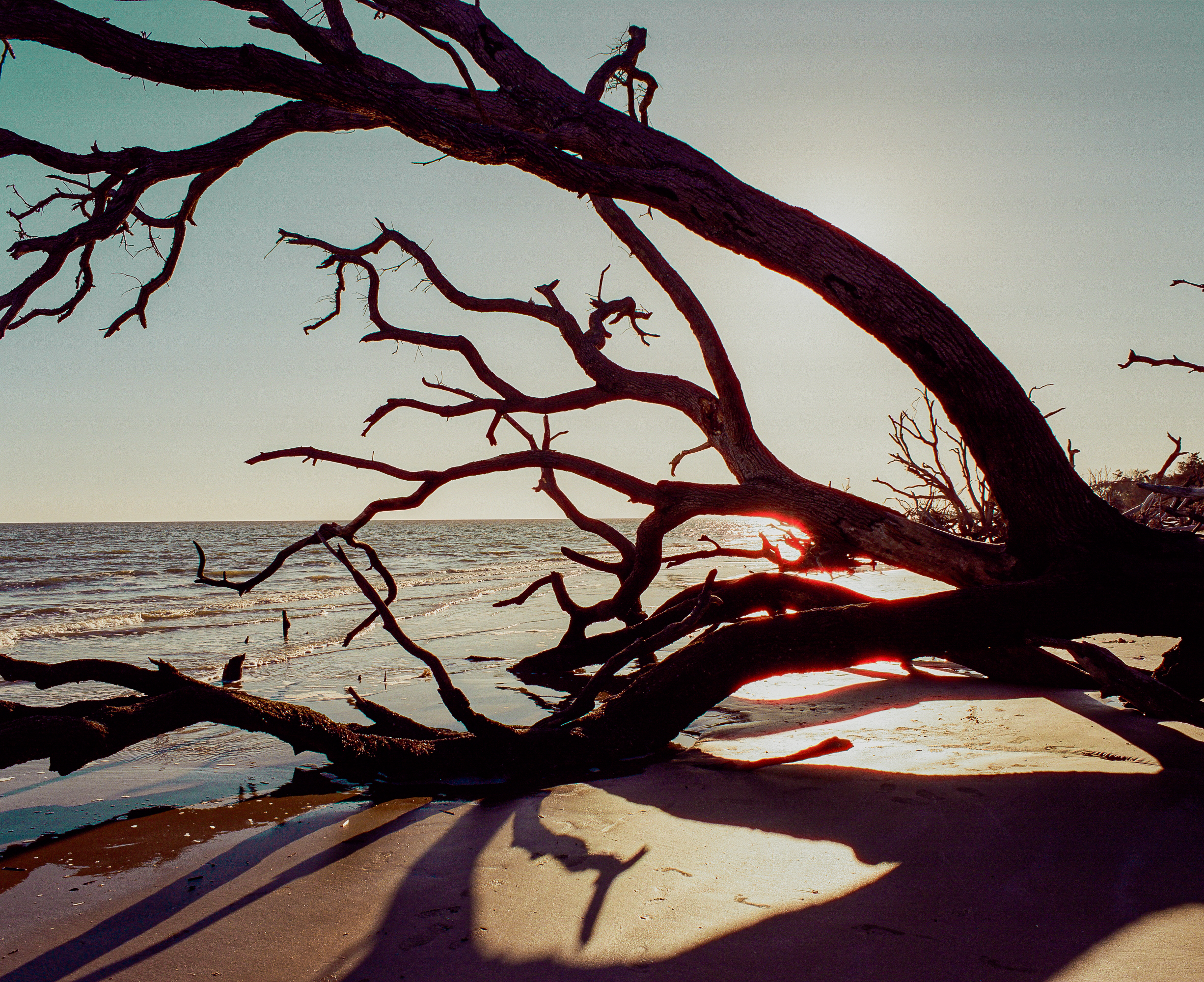 Driftwood on Boneyard Beach backlit at golden hour — 75mm f/4.5, Ektar 100