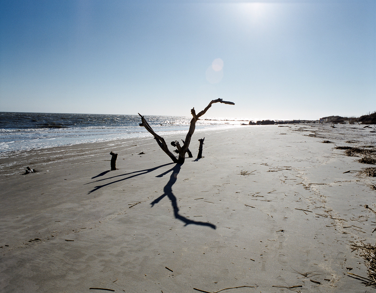 Lone driftwood tree on beach with sun flare — 45mm f/4, Tri-X 400